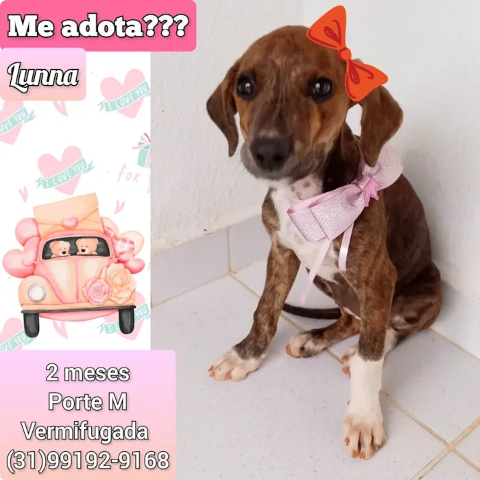 Cachorro raça SRD-ViraLata idade 2 a 6 meses nome Lunna