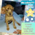 Pepê 
