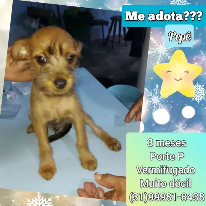 Cachorro raça SRD-ViraLata idade 2 a 6 meses nome Pepê 