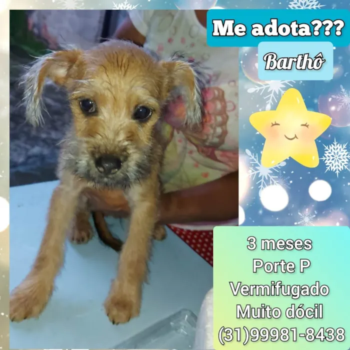 Cachorro raça SRD-ViraLata idade 2 a 6 meses nome Bartho