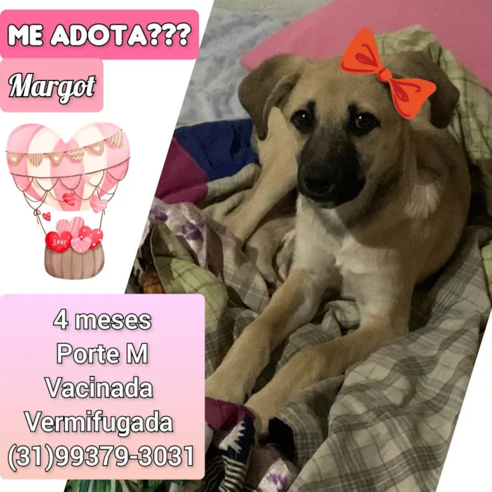 Cachorro raça SRD-ViraLata idade 2 a 6 meses nome Margot