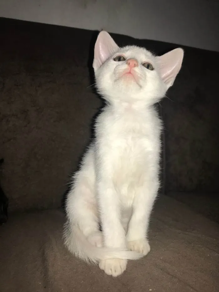 Gato raça SRD-ViraLata idade 2 a 6 meses nome Gatinha
