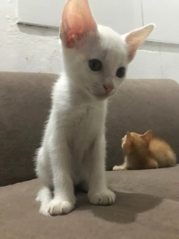 Gato raça SRD-ViraLata idade 2 a 6 meses nome Gatinha
