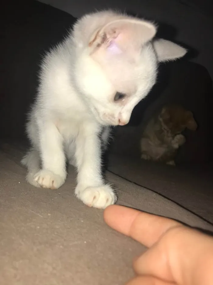 Gato raça SRD-ViraLata idade 2 a 6 meses nome Gatinha