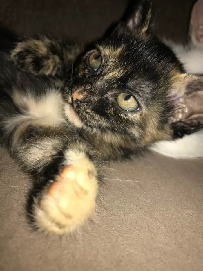 Gato raça SRD-ViraLata idade 2 a 6 meses nome Gatinha