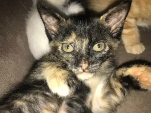 Gato raça SRD-ViraLata idade 2 a 6 meses nome Gatinha