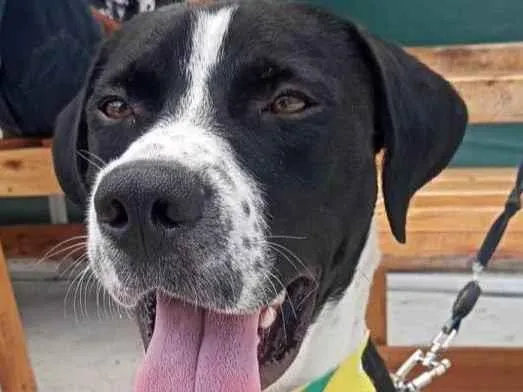 Cachorro ra a mestiço boxer idade 1 ano nome scooby