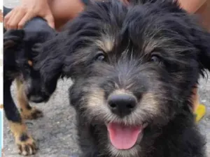 Cachorro raça SRD-ViraLata idade 2 a 6 meses nome Luke