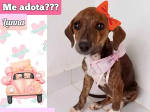 Cachorro raça SRD-ViraLata idade 2 a 6 meses nome Lunna