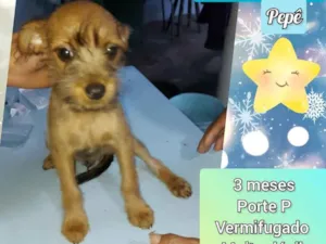 Cachorro raça SRD-ViraLata idade 2 a 6 meses nome Pepê 