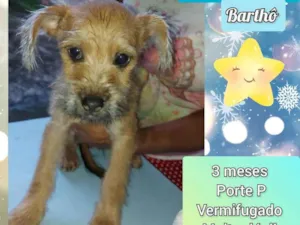 Cachorro raça SRD-ViraLata idade 2 a 6 meses nome Bartho