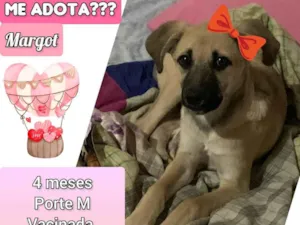 Cachorro raça SRD-ViraLata idade 2 a 6 meses nome Margot
