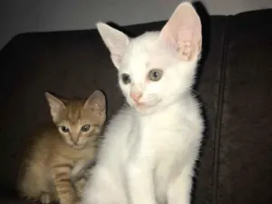 Gato raça SRD-ViraLata idade 2 a 6 meses nome Gatinha