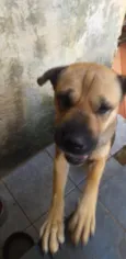 Amora
