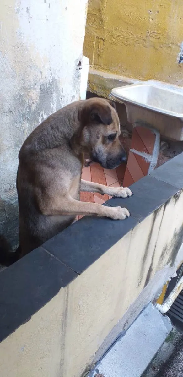 Cachorro raça SRD-ViraLata idade 2 anos nome Amora