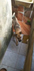 Amora