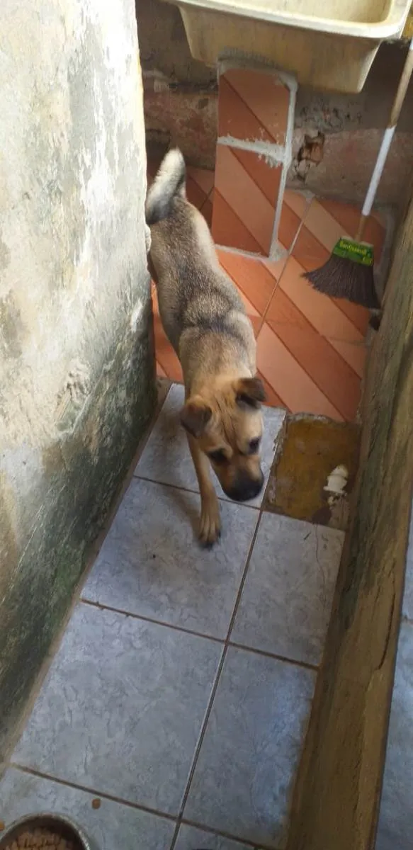 Cachorro raça SRD-ViraLata idade 2 anos nome Amora