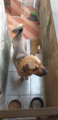 Amora