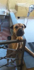 Amora