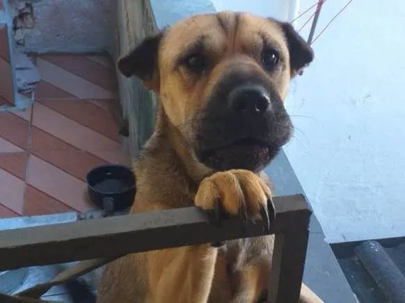 Cachorro raça SRD-ViraLata idade 2 anos nome Amora
