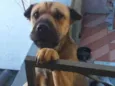 Amora