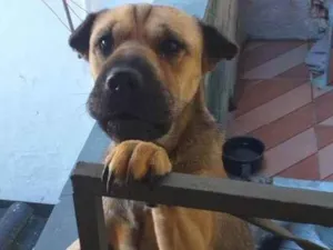 Cachorro raça SRD-ViraLata idade 2 anos nome Amora