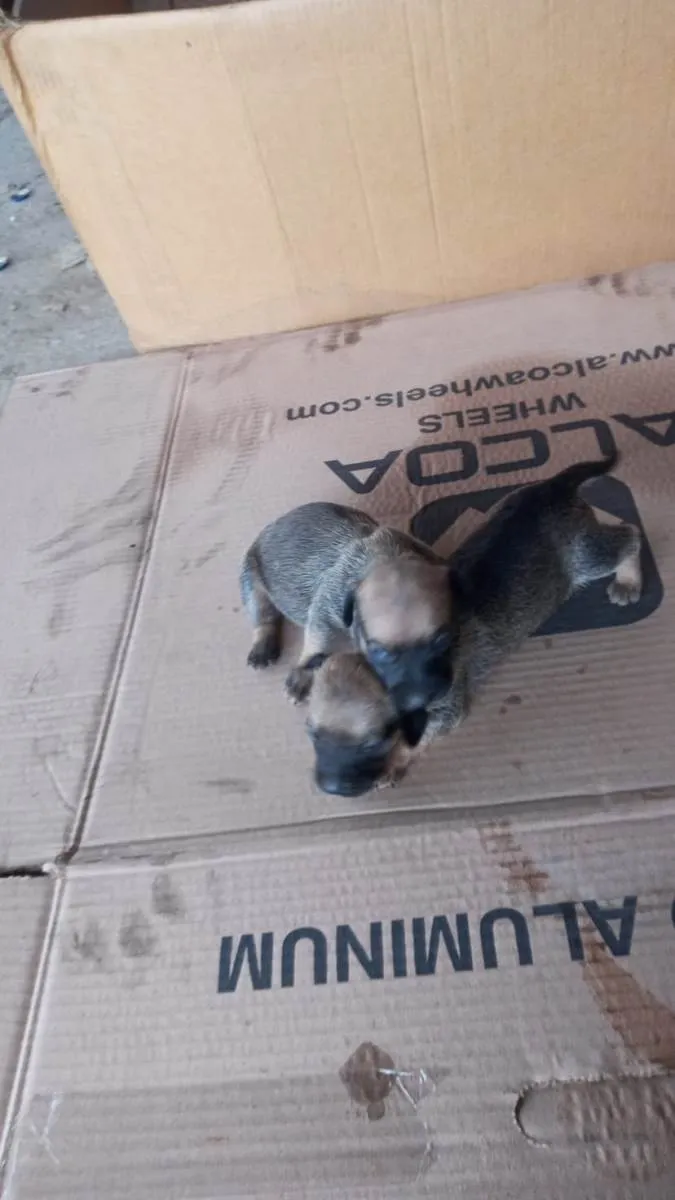 Cachorro ra a Vira lata idade Abaixo de 2 meses nome 4 filhotes