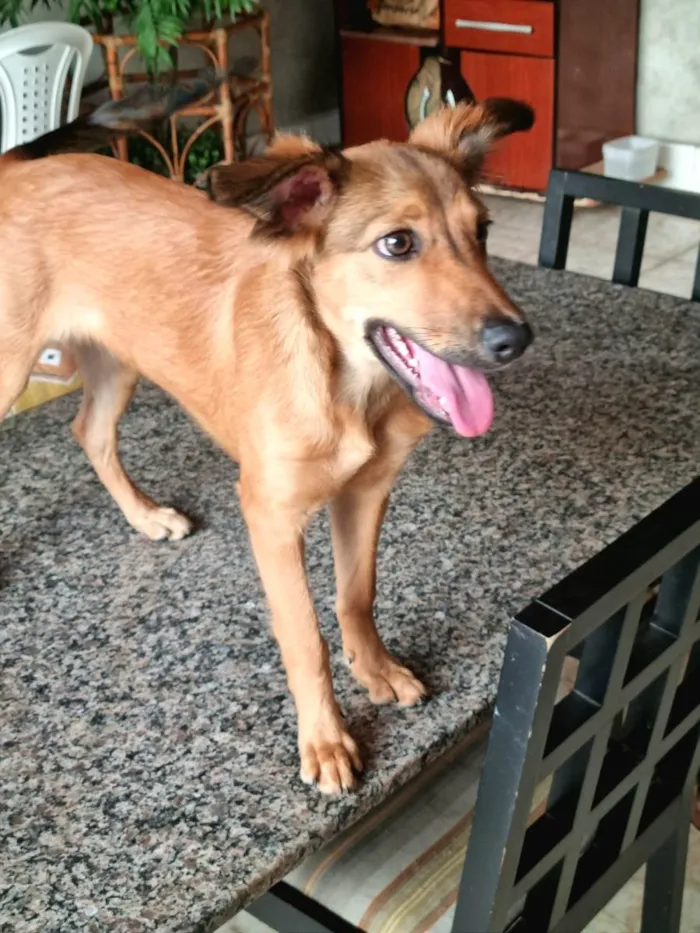 Cachorro ra a Vira lata  idade 1 ano nome Mel 