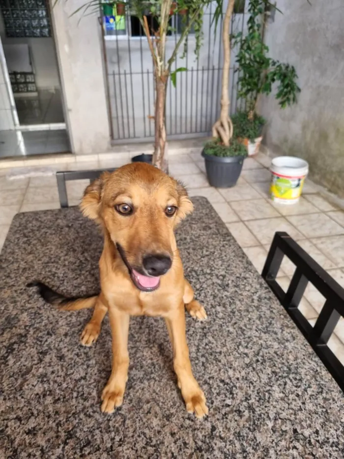 Cachorro ra a Vira lata  idade 1 ano nome Mel 