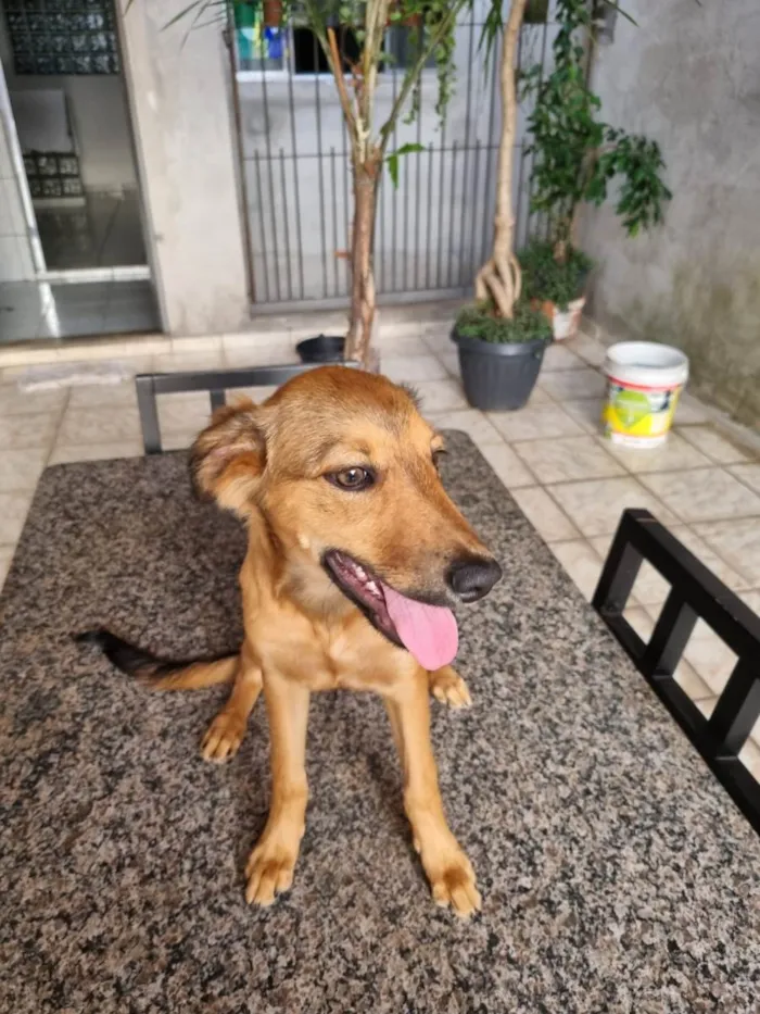 Cachorro ra a Vira lata  idade 1 ano nome Mel 