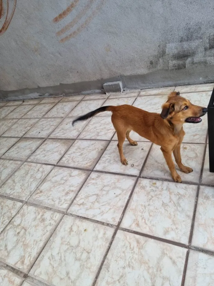 Cachorro ra a Vira lata  idade 1 ano nome Mel 