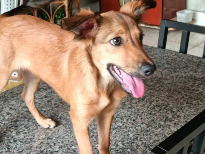 Cachorro ra a Vira lata  idade 1 ano nome Mel 