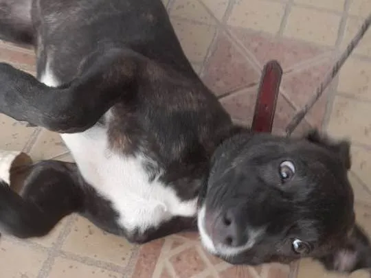 Cachorro ra a Fila idade 2 a 6 meses nome Pantera