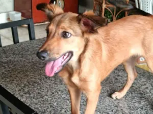 Cachorro raça Vira lata  idade 1 ano nome Mel 