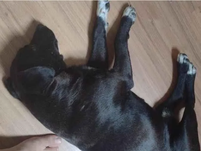 Cachorro ra a SRD-ViraLata idade 2 anos nome SPIKE