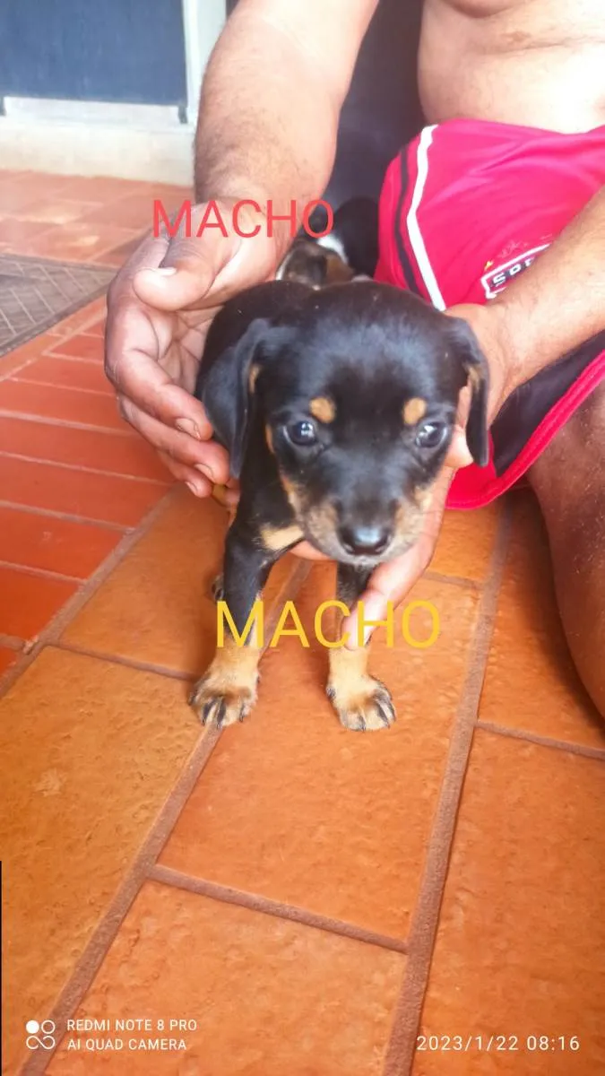 Cachorro ra a SRD-ViraLata idade 2 a 6 meses nome Sem nome