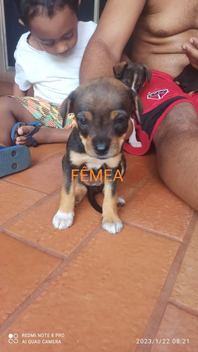 Cachorro ra a SRD-ViraLata idade 2 a 6 meses nome Sem nome