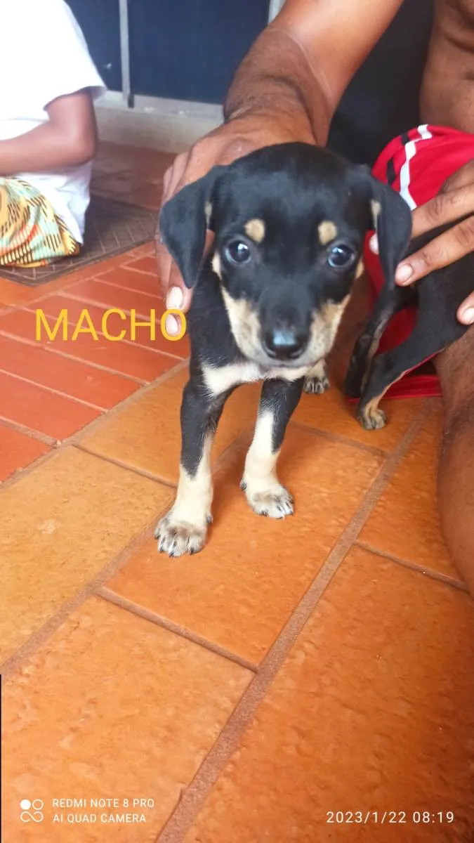 Cachorro ra a SRD-ViraLata idade 2 a 6 meses nome Sem nome