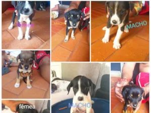 Cachorro raça SRD-ViraLata idade 2 a 6 meses nome Sem nome