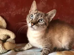Gato raça SRD idade 2 a 6 meses nome Cléo 