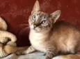 Gato raça SRD idade 2 a 6 meses nome Cléo 
