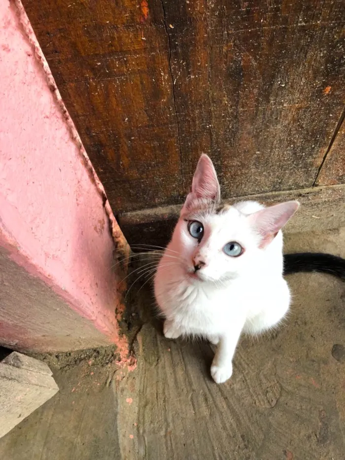 Gato raça SRD idade 2 a 6 meses nome Bianca