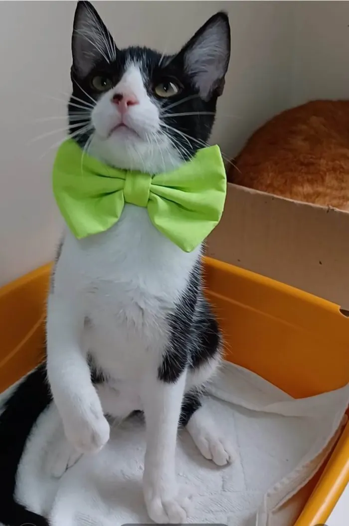 Gato ra a srd frajolinha  idade 2 a 6 meses nome OTTO