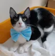 OTTO