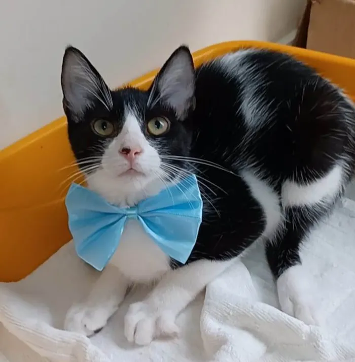 Gato ra a srd frajolinha  idade 2 a 6 meses nome OTTO
