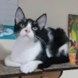 OTTO