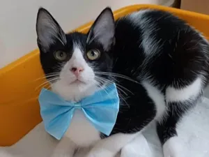 Gato raça srd frajolinha  idade 2 a 6 meses nome OTTO