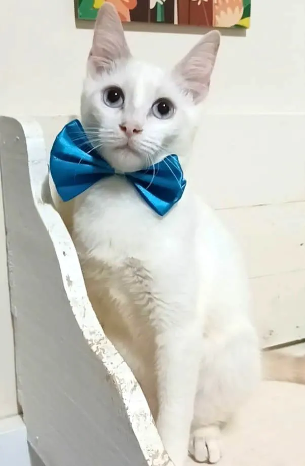 Gato raça srd idade 2 a 6 meses nome RAEL