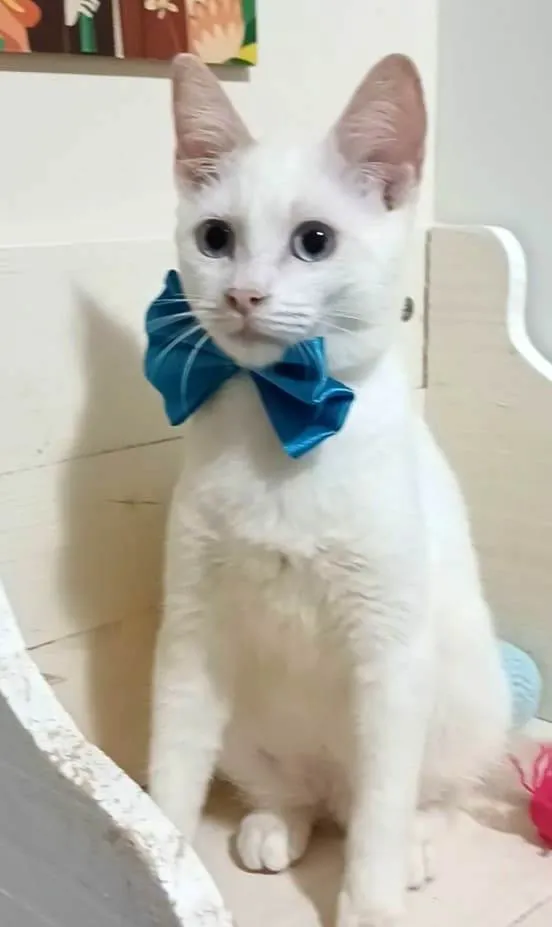 Gato raça srd idade 2 a 6 meses nome RAEL