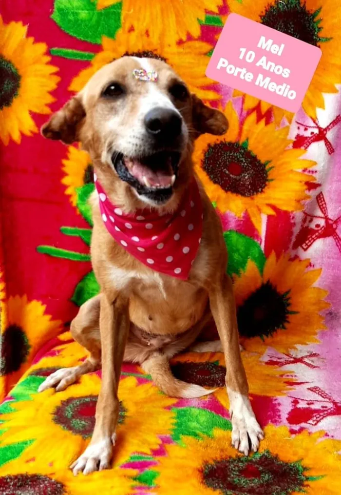 Cachorro raça SRD-ViraLata idade 6 ou mais anos nome Mel